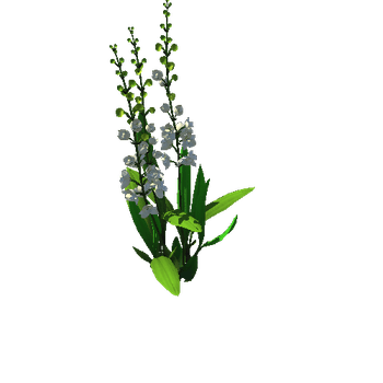 Flower_Orchid 1